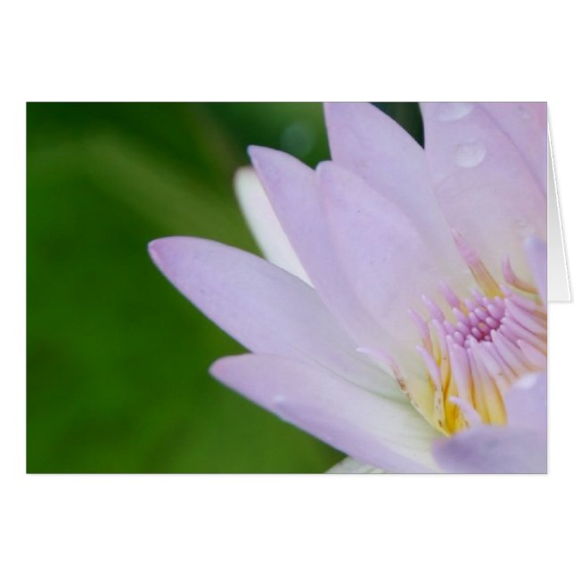 Just For You/Lotus in Photography (Front Horizontal)