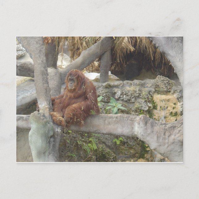 Just Hangin' Out Postcard (Front)