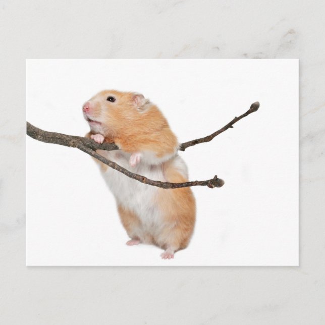 just hanging around postcard (Front)