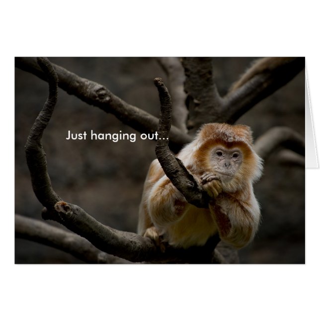 Just hanging out... (Front Horizontal)