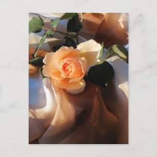 just joey orange rose postcard