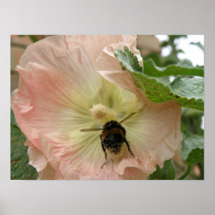 Just landed! Bee on a pink Hollyhock Print
