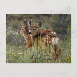 Just One Look Postcard