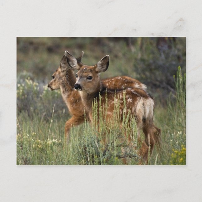 Just One Look Postcard (Front)