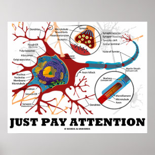 Just Pay Attention (Neuron / Synapse Anatomical) Poster