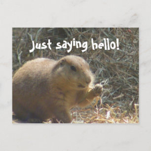 Just saying hello! Prairie Dog Postcard