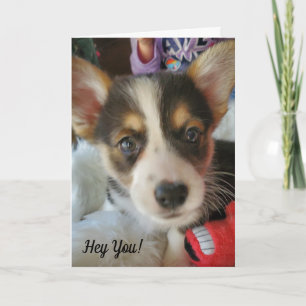 Just saying Hey, Cute Corgi Puppy Card