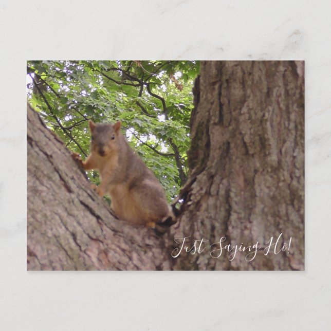 Just Saying Hi, Cute Squirrel in Tree Postcard (Front)