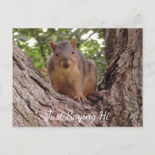 Just Saying Hi, Cute Squirrel in Tree Postcard