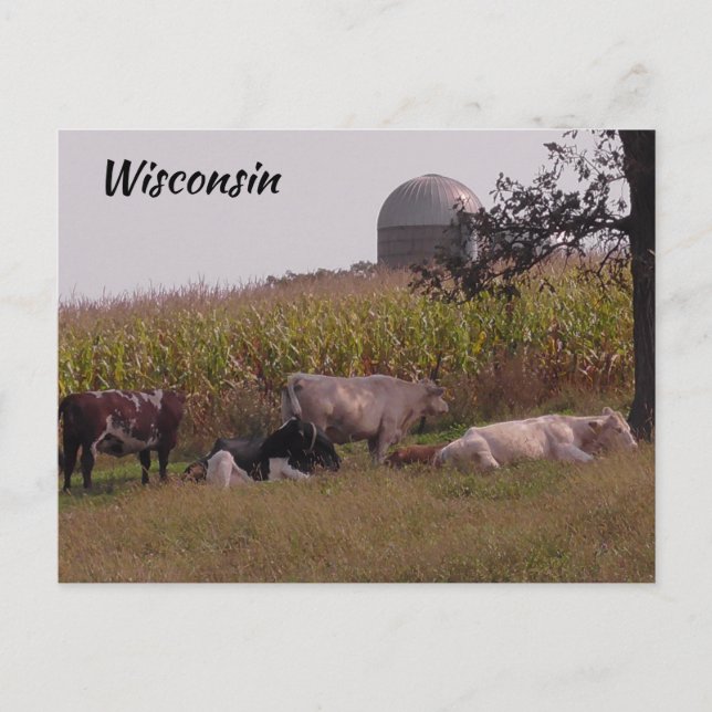 Just Saying Hi from Wisconsin Cows and Farm Postcard (Front)