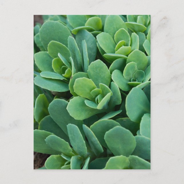 Just Sedum Postcard (Front)