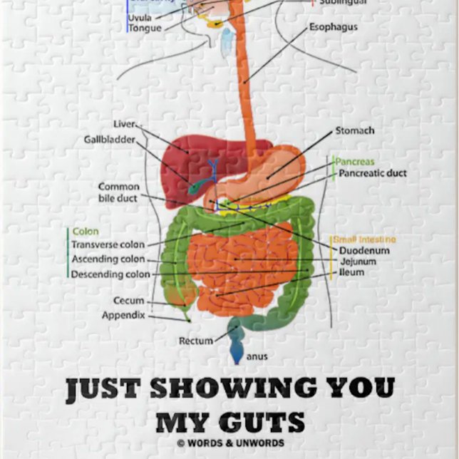 Just Showing You My Guts (Digestive System Humour) Jigsaw Puzzle (Jigsaw puzzle featuring human digestive system along with truism caption "Just Showing You My Guts".)