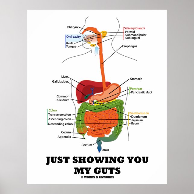 Just Showing You My Guts (Digestive System Humour) Poster (Front)