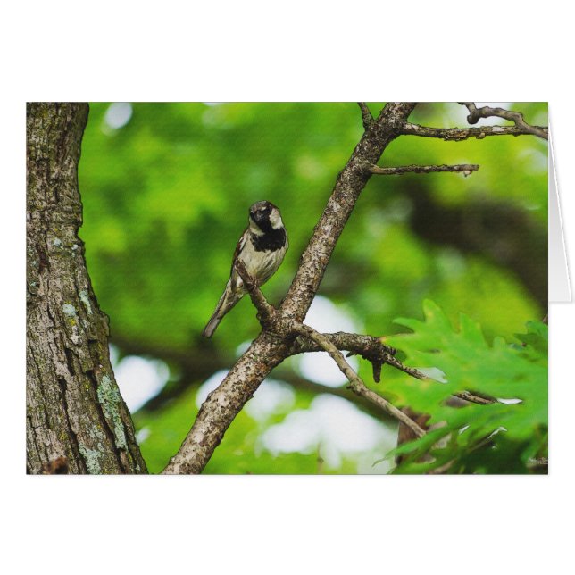 Just Sitting Around (Front Horizontal)