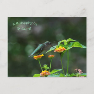 Just Stopping By Hummingbird Postcard