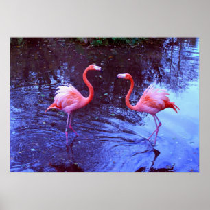 Just two flamingos poster
