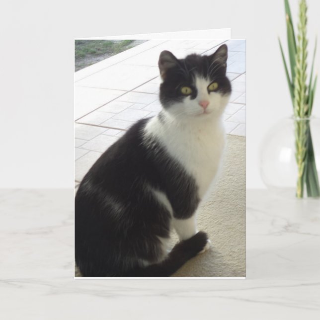 Juste des chats et des chatons - carte blanche (Devant)