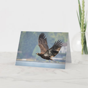 Juvenile Bald Eagle Above Lake Washington Blank Holiday Card