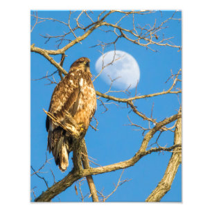 Juvenile Bald Eagle and the Moon Photo Print
