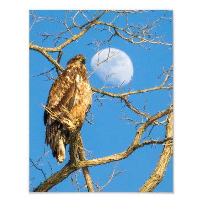 Juvenile Bald Eagle and the Moon Photo Print (Front)