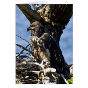 Juvenile Bald Eagle - Cards