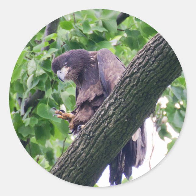 Juvenile Bald Eagle Classic Round Sticker (Front)