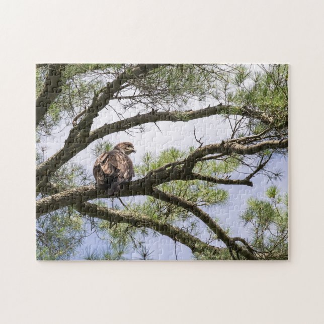 Juvenile Bald Eagle In A Pine Tree Jigsaw Puzzle (Horizontal)