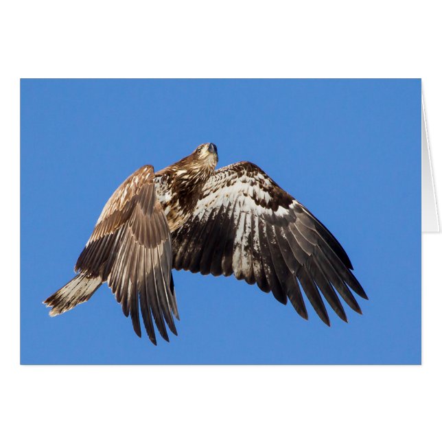 Juvenile Bald Eagle In Flight (Front Horizontal)