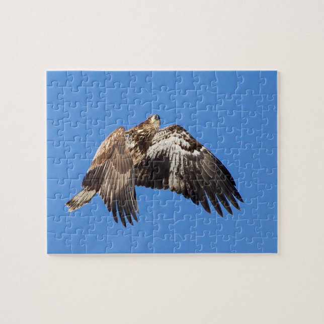 Juvenile Bald Eagle In Flight Jigsaw Puzzle (Horizontal)