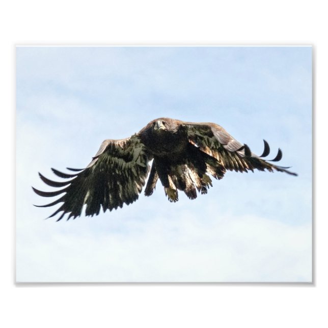 Juvenile Bald Eagle in Flight  Photo Print (Front)