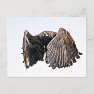 Juvenile Bald Eagle in Flight Postcard