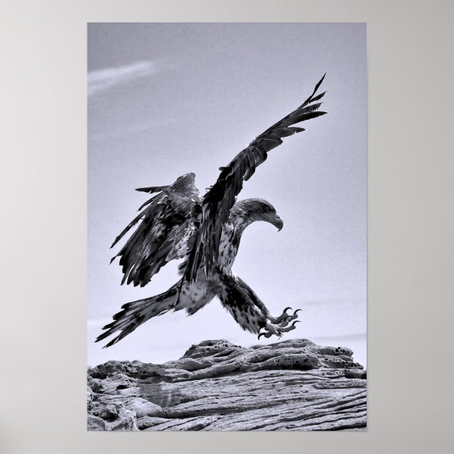 Juvenile Bald Eagle Landing Poster (Front)