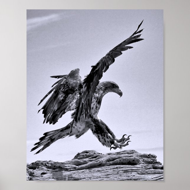 Juvenile Bald Eagle Landing Poster (Front)