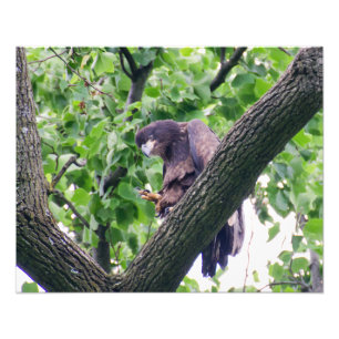 Juvenile Bald Eagle Photo Print