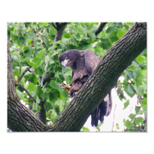Juvenile Bald Eagle Photo Print