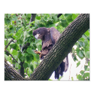 Juvenile Bald Eagle Photo Print