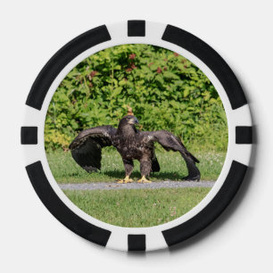 Juvenile Bald Eagle Poker Chips