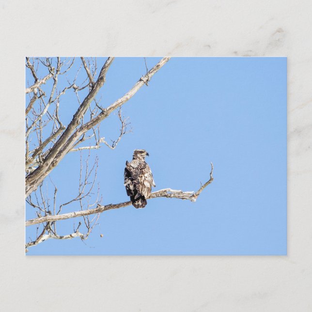 Juvenile Bald Eagle Postcard (Front)