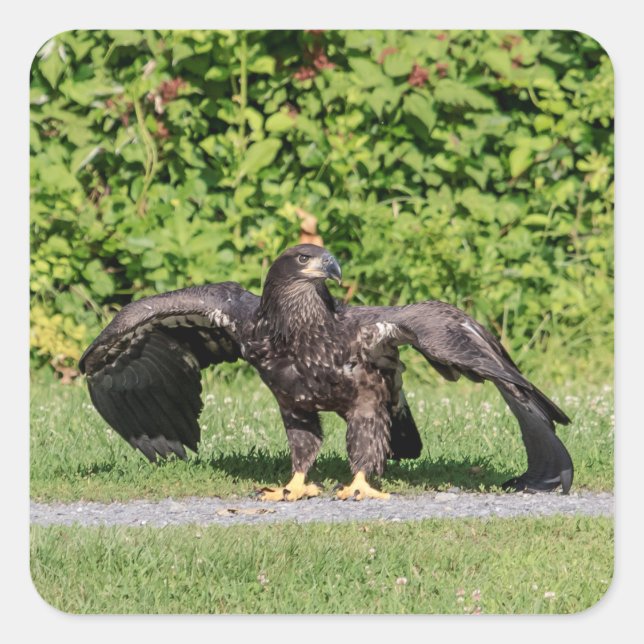 Juvenile Bald Eagle Square Sticker (Front)