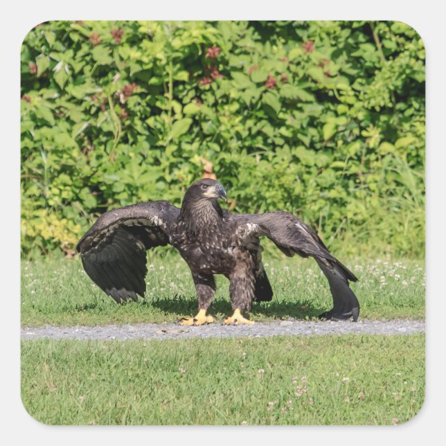Juvenile Bald Eagle Square Sticker (Front)