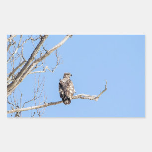 Juvenile Bald Eagle Sticker