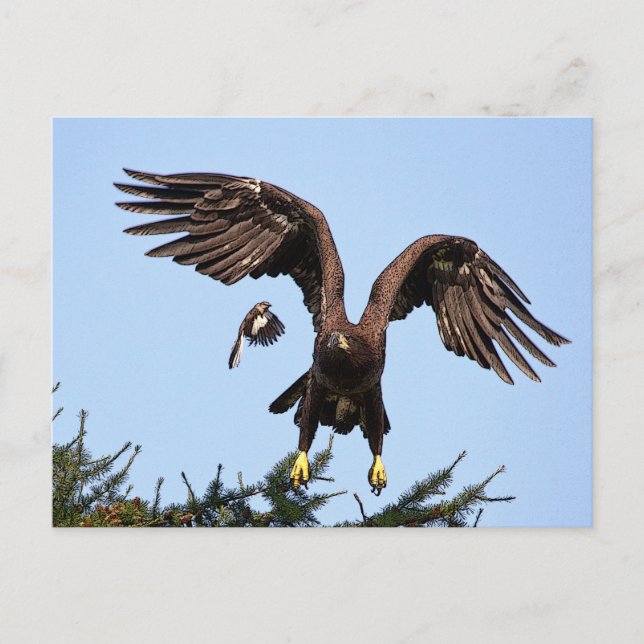 Juvenile Bald Eagle taking off Postcard (Front)