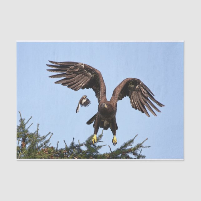 Juvenile Bald Eagle taking off Tissue Paper (Front)