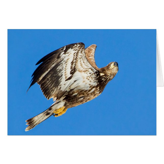 Juvenile Bald Eagle Up And Up (Front Horizontal)