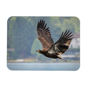 Juvenile Bald Eagle Wildlife Photography Photo Magnet