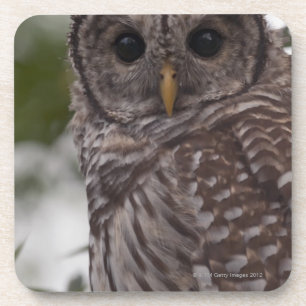 Juvenile Barred Owl (Strix varia) Coaster