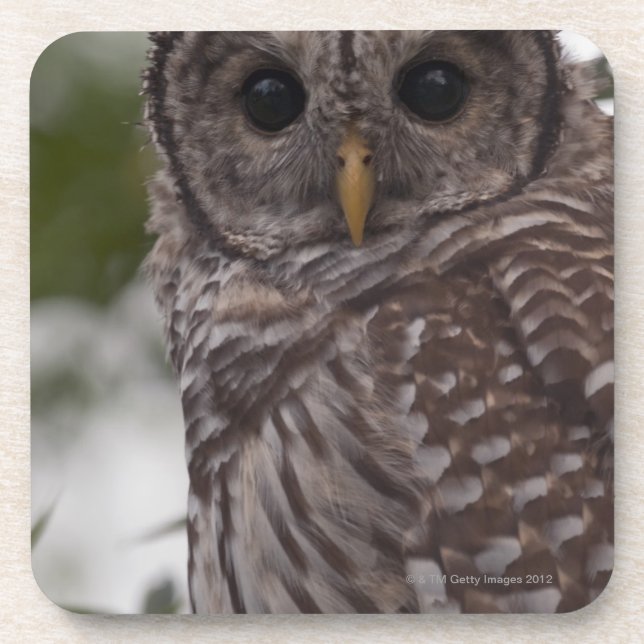 Juvenile Barred Owl (Strix varia) Coaster (Front)