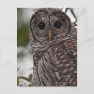 Juvenile Barred Owl (Strix varia) Postcard