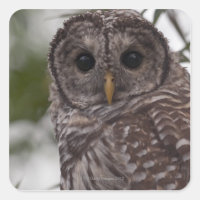 Juvenile Barred Owl (Strix varia)