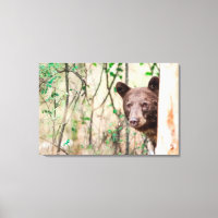 Juvenile Black Bear Portrait, Missoula, Montana